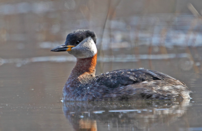 Серощекая поганка / Птицы Южных Курил